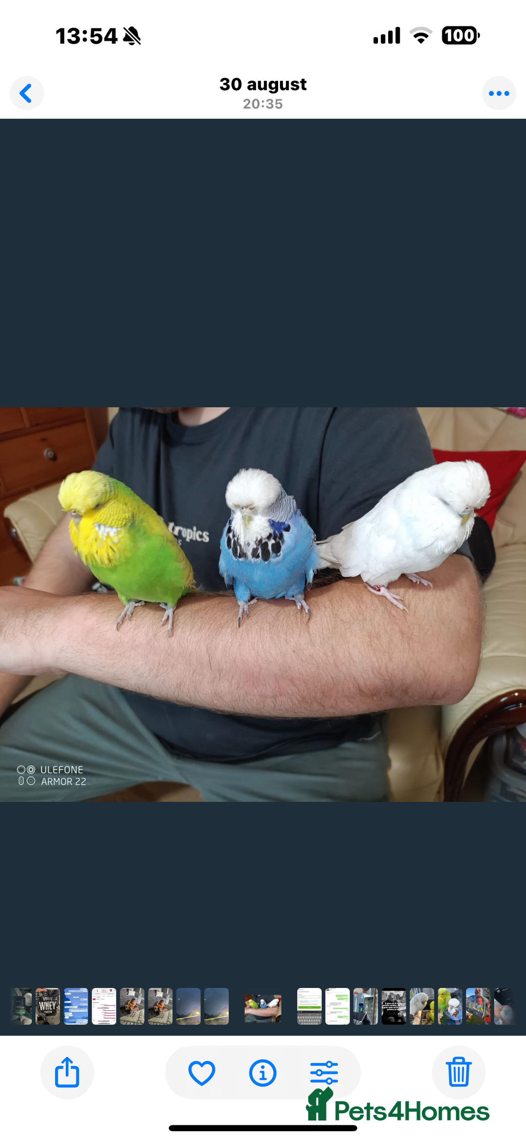 Mixed Breed birds for sale: Budgies  - Advert 4