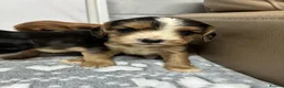 Cockalier dogs for sale: ✨ Superb Cockalier Puppies ✨ - Advert 2