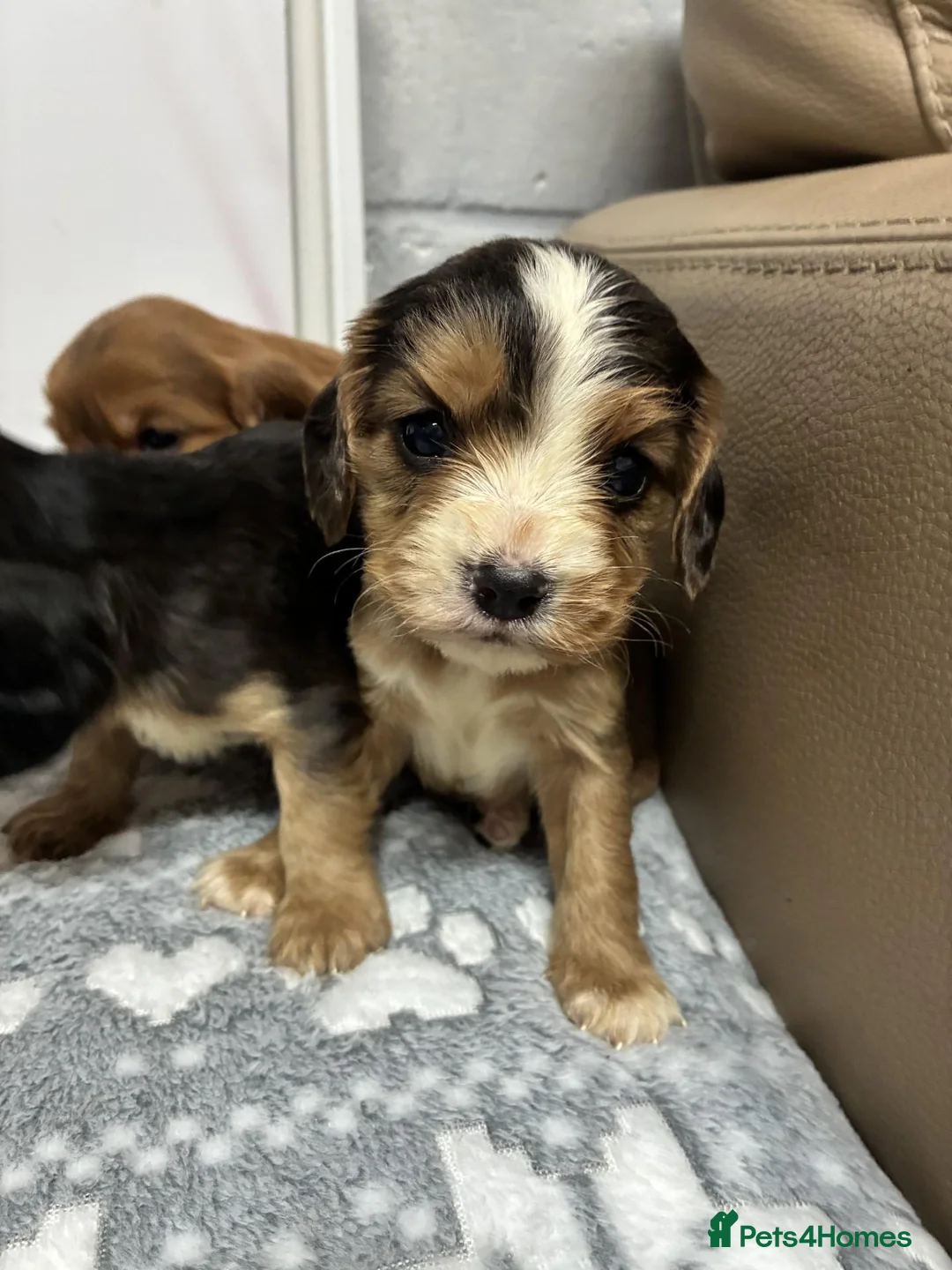 Cockalier dogs for sale: ✨ Superb Cockalier Puppies ✨ - Advert 2