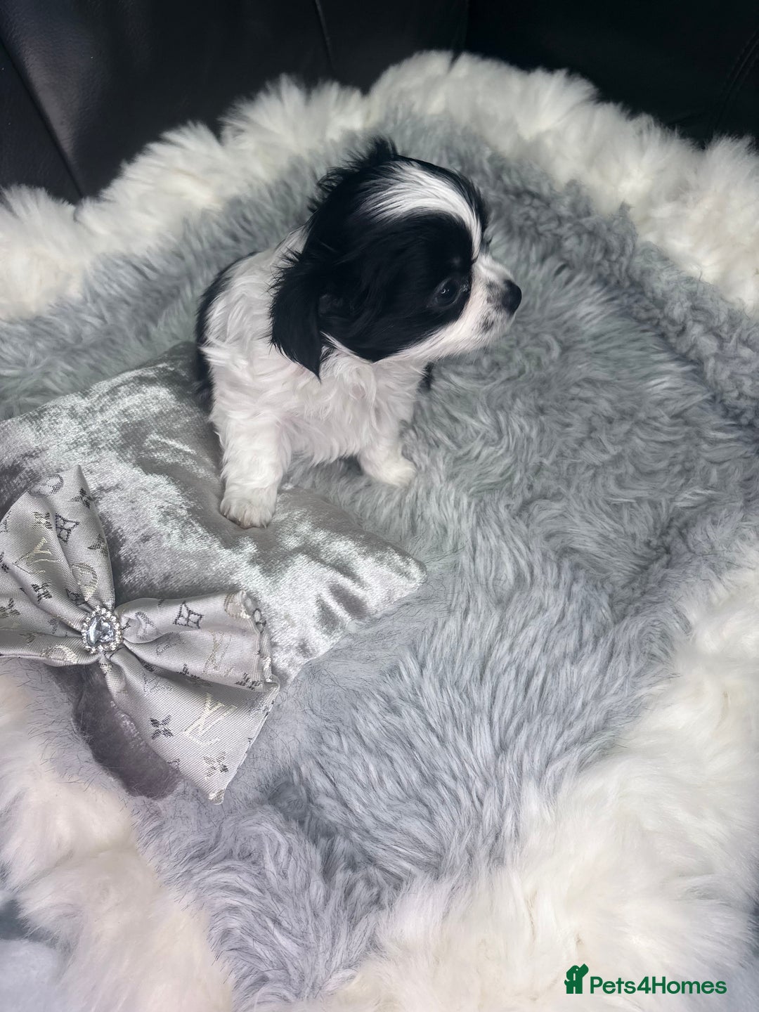 Chihuahua dogs for sale: Stunning tiny Chihuahua puppy’s male female  - Advert 10