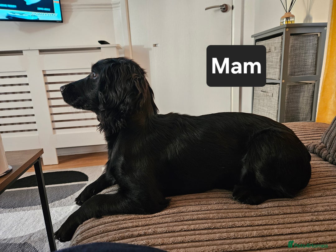 Cocker Spaniel dogs for sale: Cocker spaniel Puppies Males and females - Image 5