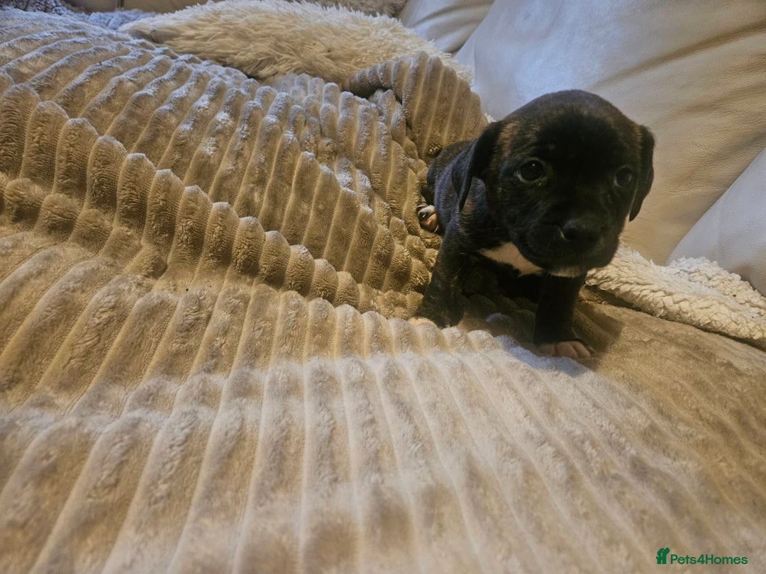 Mixed Breed dogs for sale: Staffy cross jacksui - Advert 13