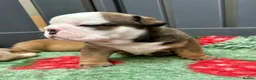 English Bulldog dogs for sale: Stunning litter of kc reg English bulldog puppies  - Advert 16