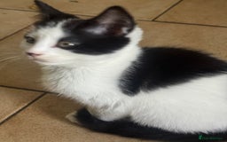 Mixed Breed cats for sale: 3 kittens looking for forever homes  - Image 5