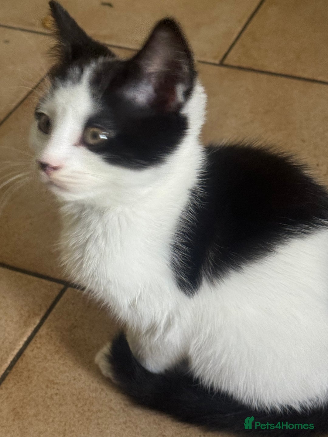 Mixed Breed cats for sale: 3 kittens looking for forever homes  - Image 5