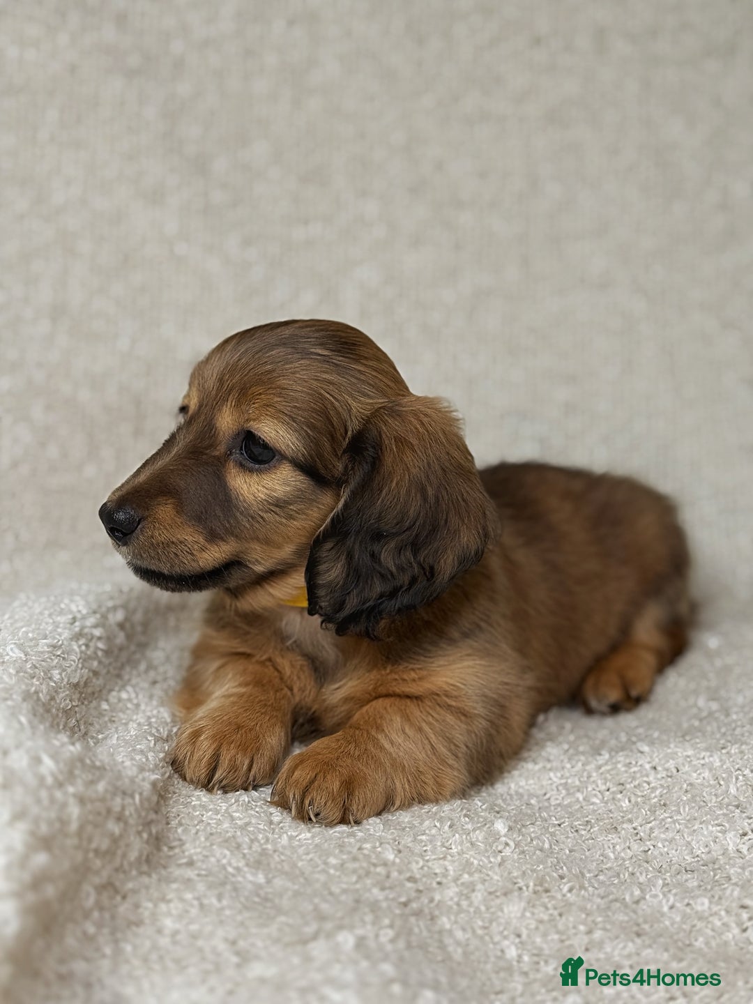 Miniature Dachshund dogs for sale: ⭐️ Miniature Long Haired Dachshund Pups ⭐  - Image 15
