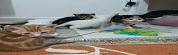 European cats for sale: Adorable Kittens  - Advert 12