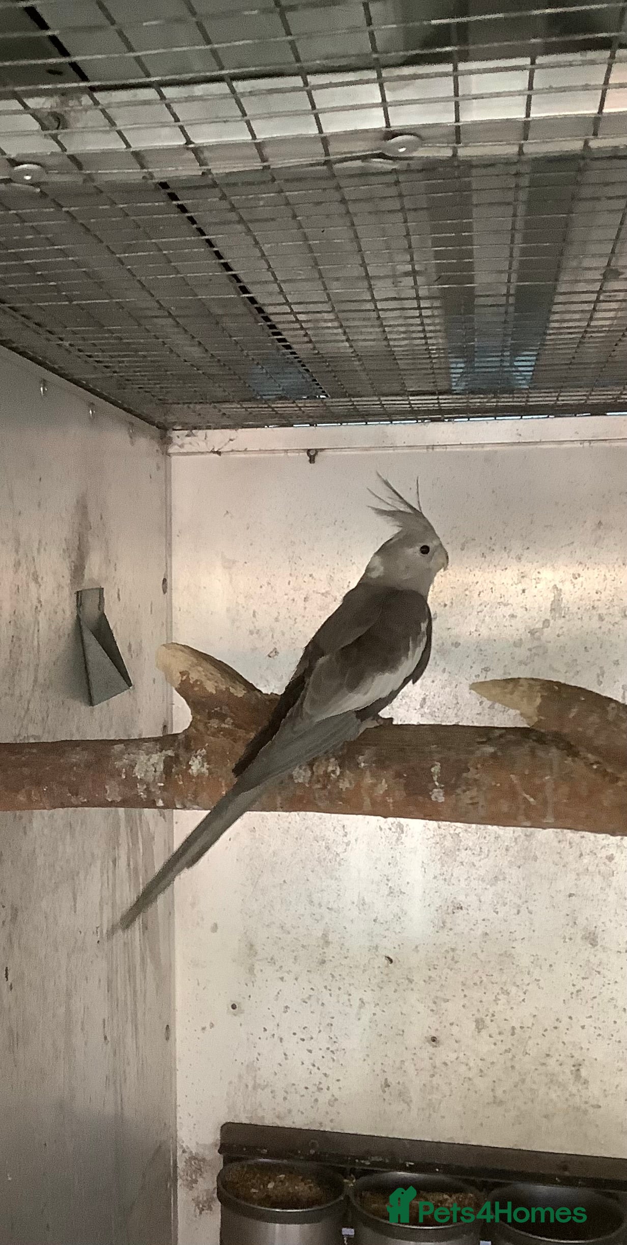Budgerigars birds 2025 Young  Cockateils. - Advert 6