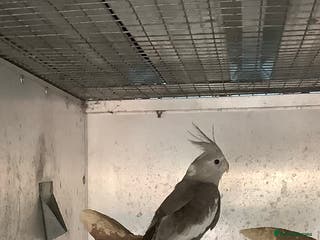 Budgerigars birds 2025 Young Cockateils. - Advert 7