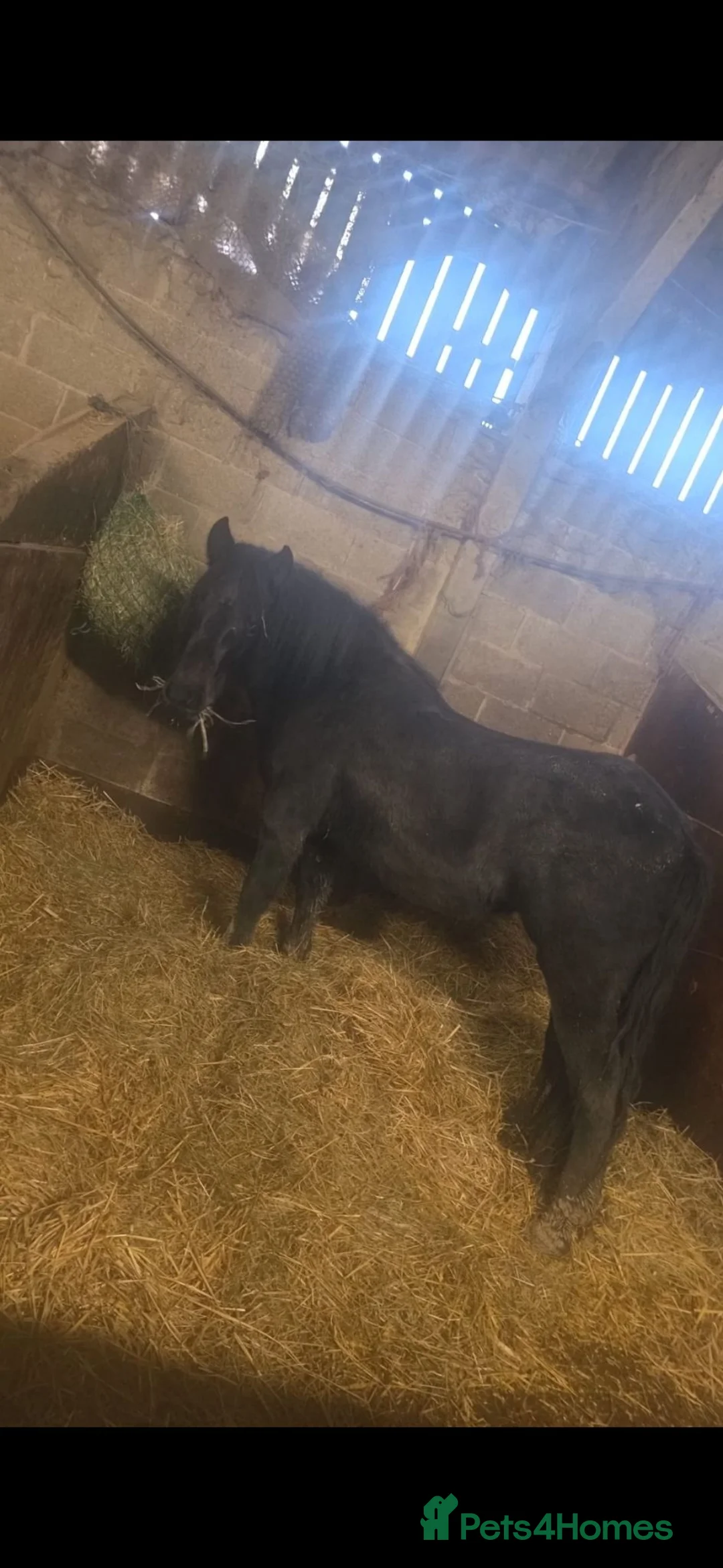 Dartmoor horses for sale: Stunning dartmoor pony  in Hatfield - Advert 3