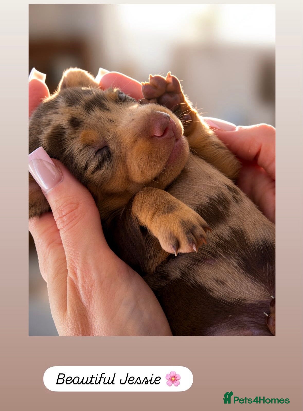 Miniature Dachshund dogs Miniature Dachshunds. PRA clear. 5 star breeder. - Advert 6