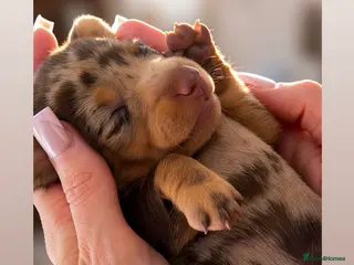 Miniature Dachshund dogs Miniature Dachshunds. PRA clear. 5 star breeder. - Advert 1