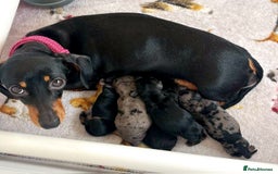 Miniature Dachshund dogs for sale: Stunning Miniature Dachshund Puppies - Image 7