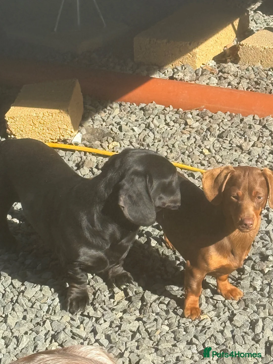 Miniature Dachshund dogs for sale: Miniature dachshund - Advert 11