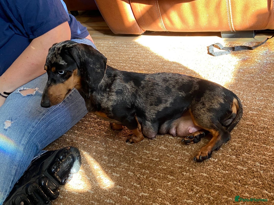 Dachshund dogs for sale: Dachshund puppies ready now  - Image 9
