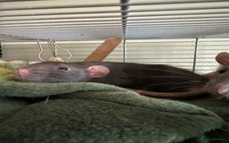 Rat rodents for sale: 4 Male Rats for adoption - Image 4