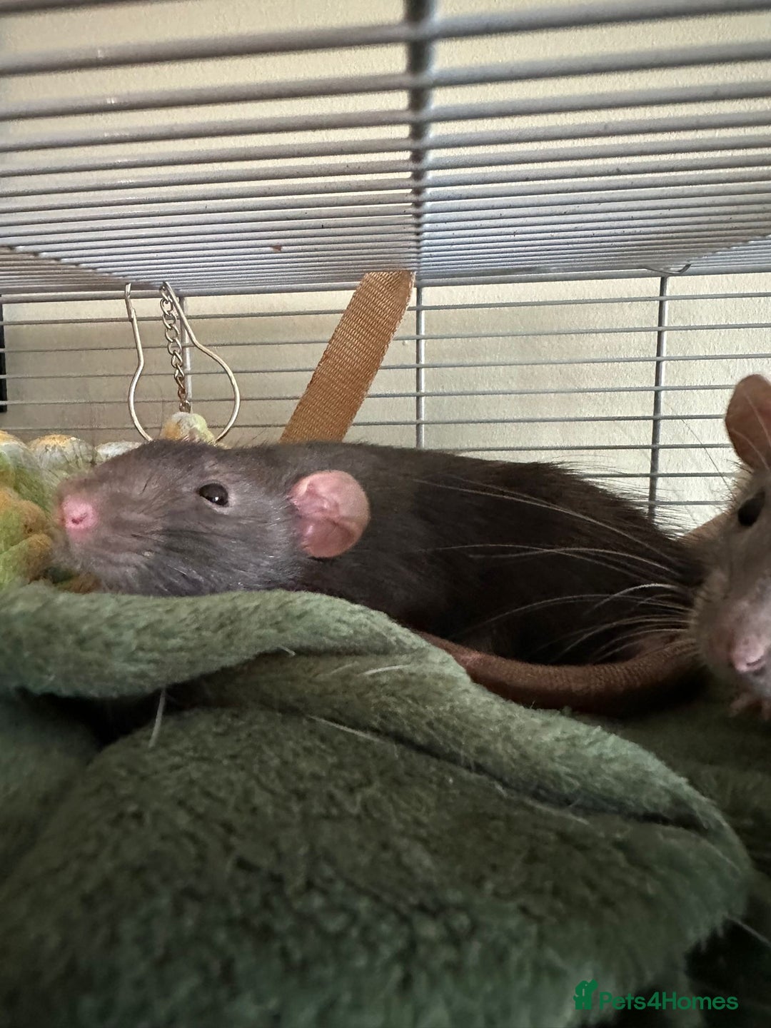 Rat rodents for sale: 4 Male Rats for adoption - Image 4