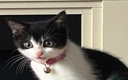 Mixed Breed cats for sale: Kitten for sale - Image 6