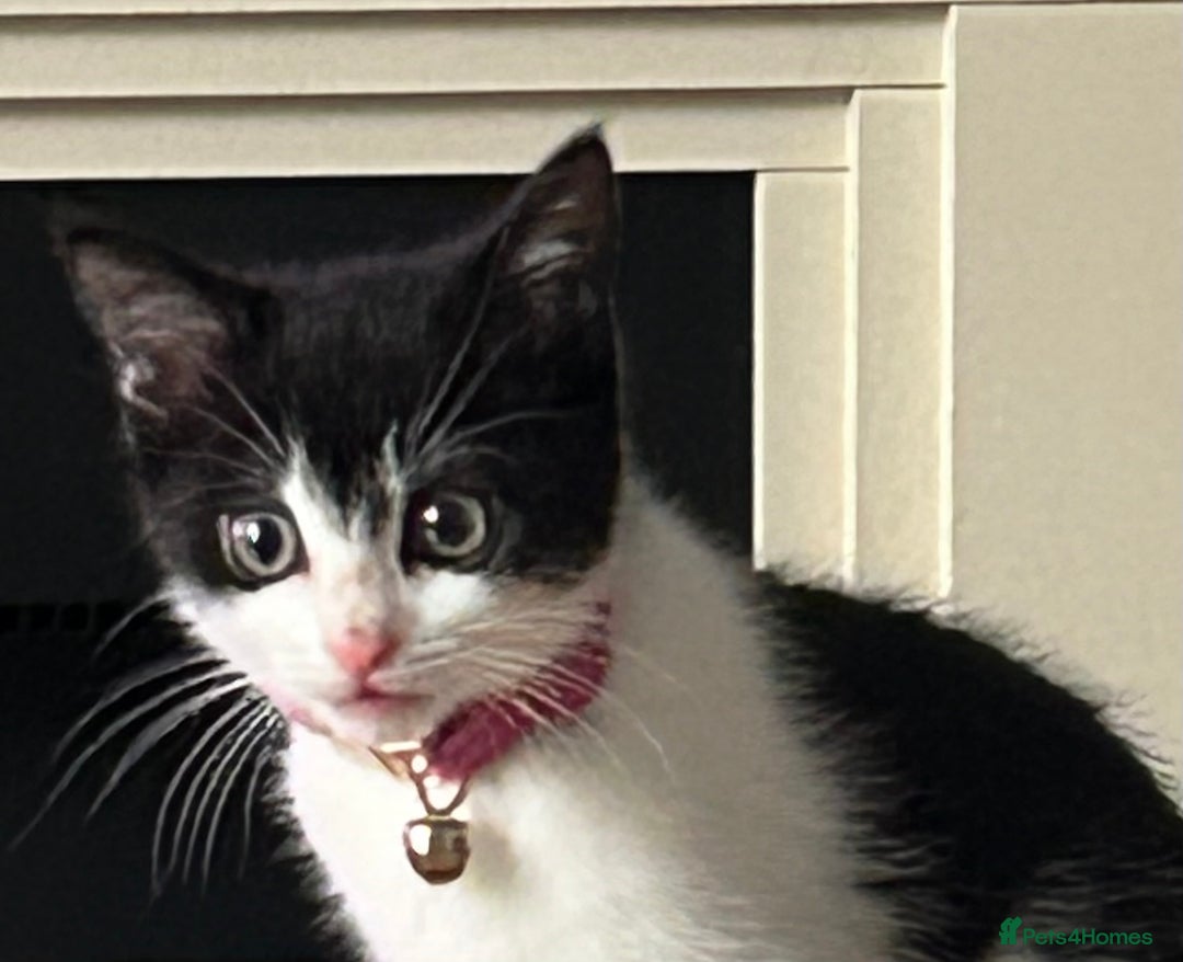 Mixed Breed cats for sale: Kitten for sale - Image 6