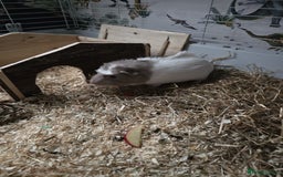 Guinea Pig rodents for sale: 2 guinea pigs - Advert 2