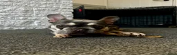 French Bulldog dogs for adoption: Luna - KC French Bulldog in Carlisle - Advert 3
