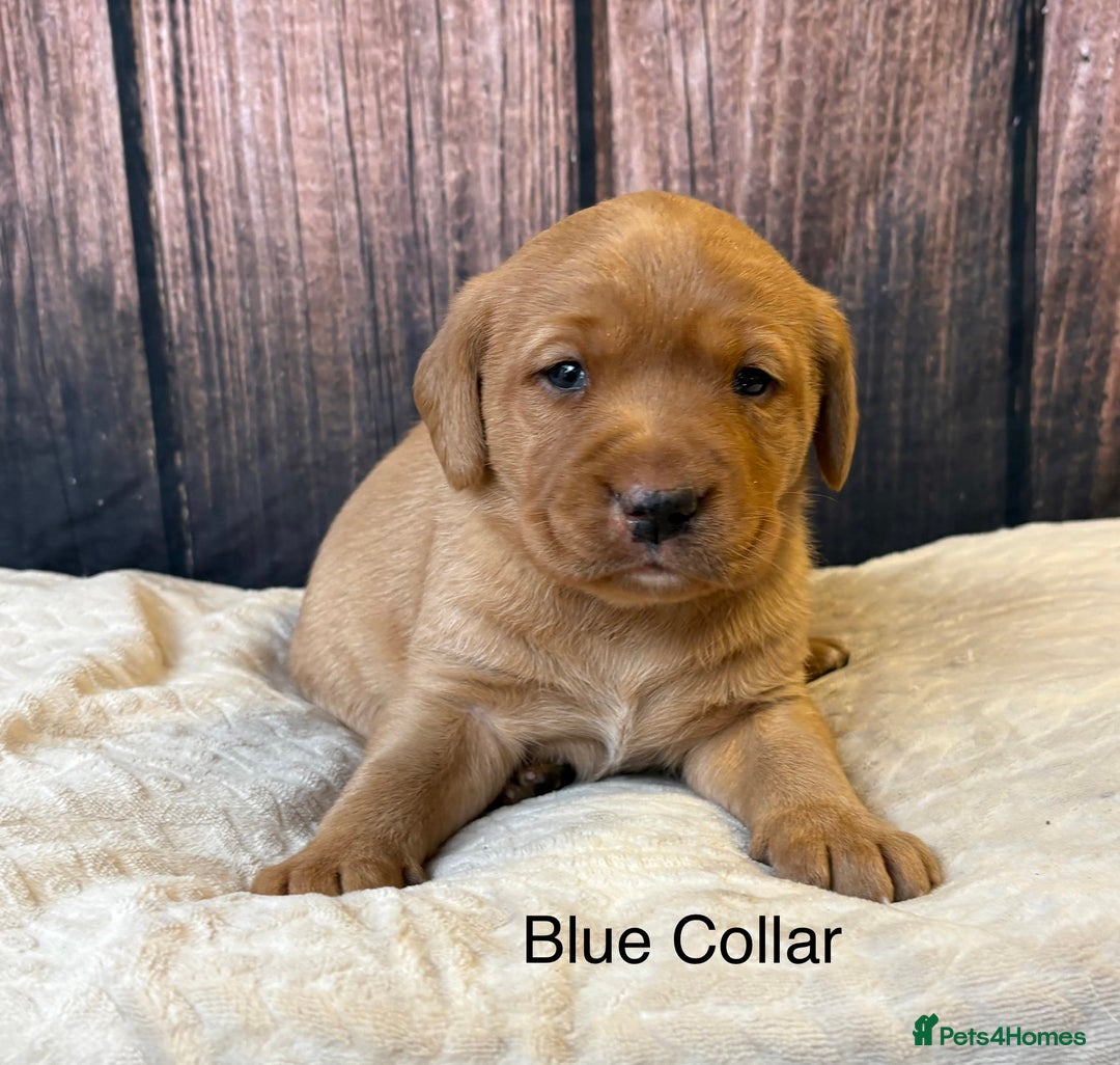 Labrador Retriever dogs for sale: Outstanding Chunky Labradors Puppies 🐶  - Advert 4