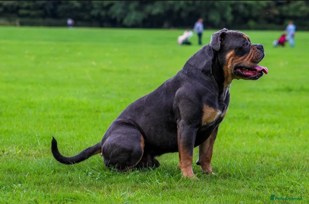 Olde English Bulldogge dogs for stud: 🏆SPIKE🏆 NEBBR Champion Olde English Bulldog in Nottingham - Advert 5