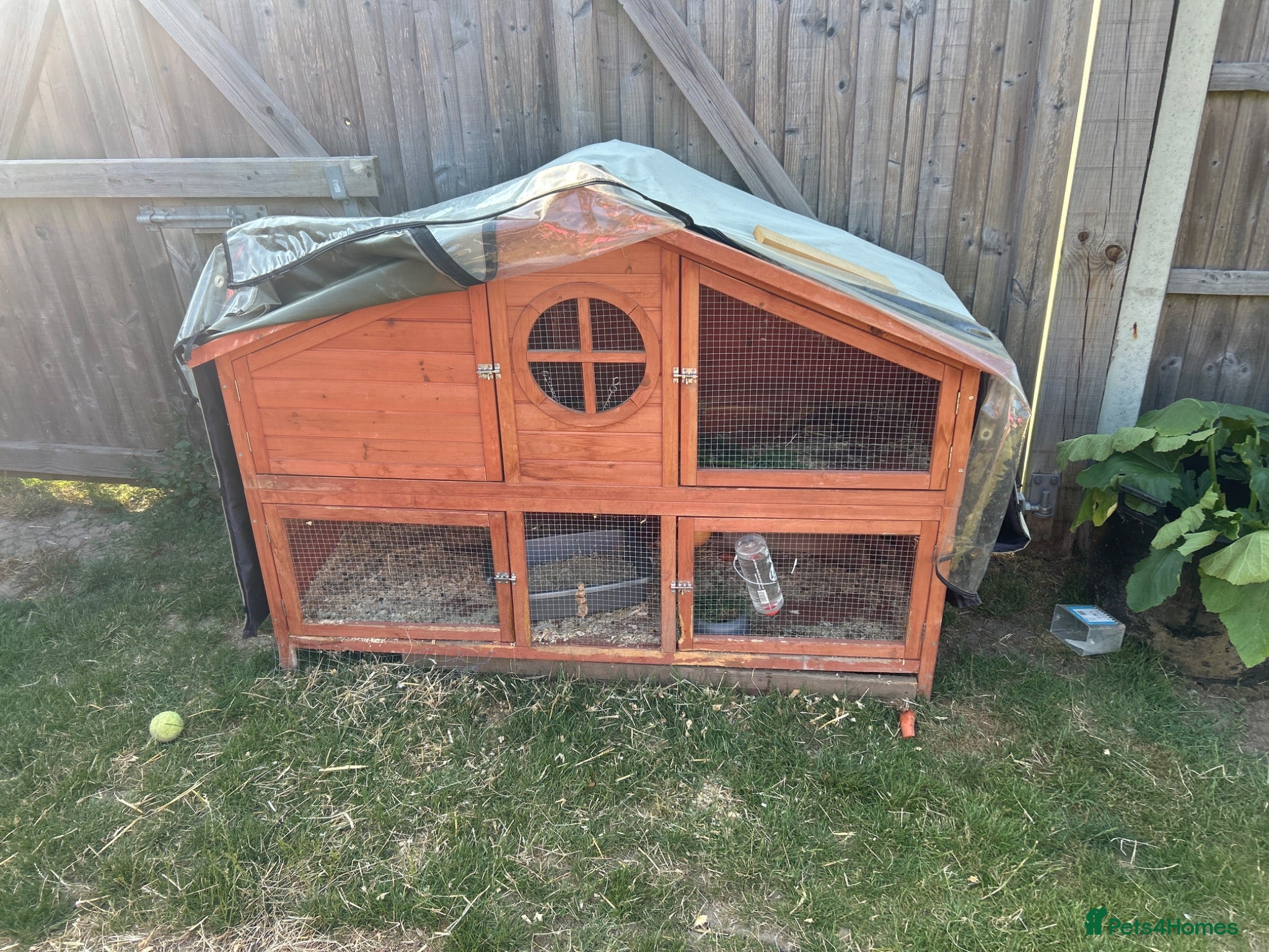 Mixed Breed rabbits Female rabbit for sale - Advert 2
