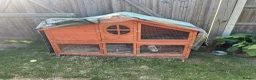 Mixed Breed rabbits for sale: Female rabbit for sale - Advert 2