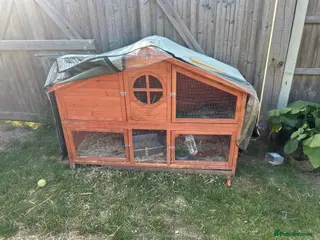 Mixed Breed rabbits Female rabbit for sale - Advert 2