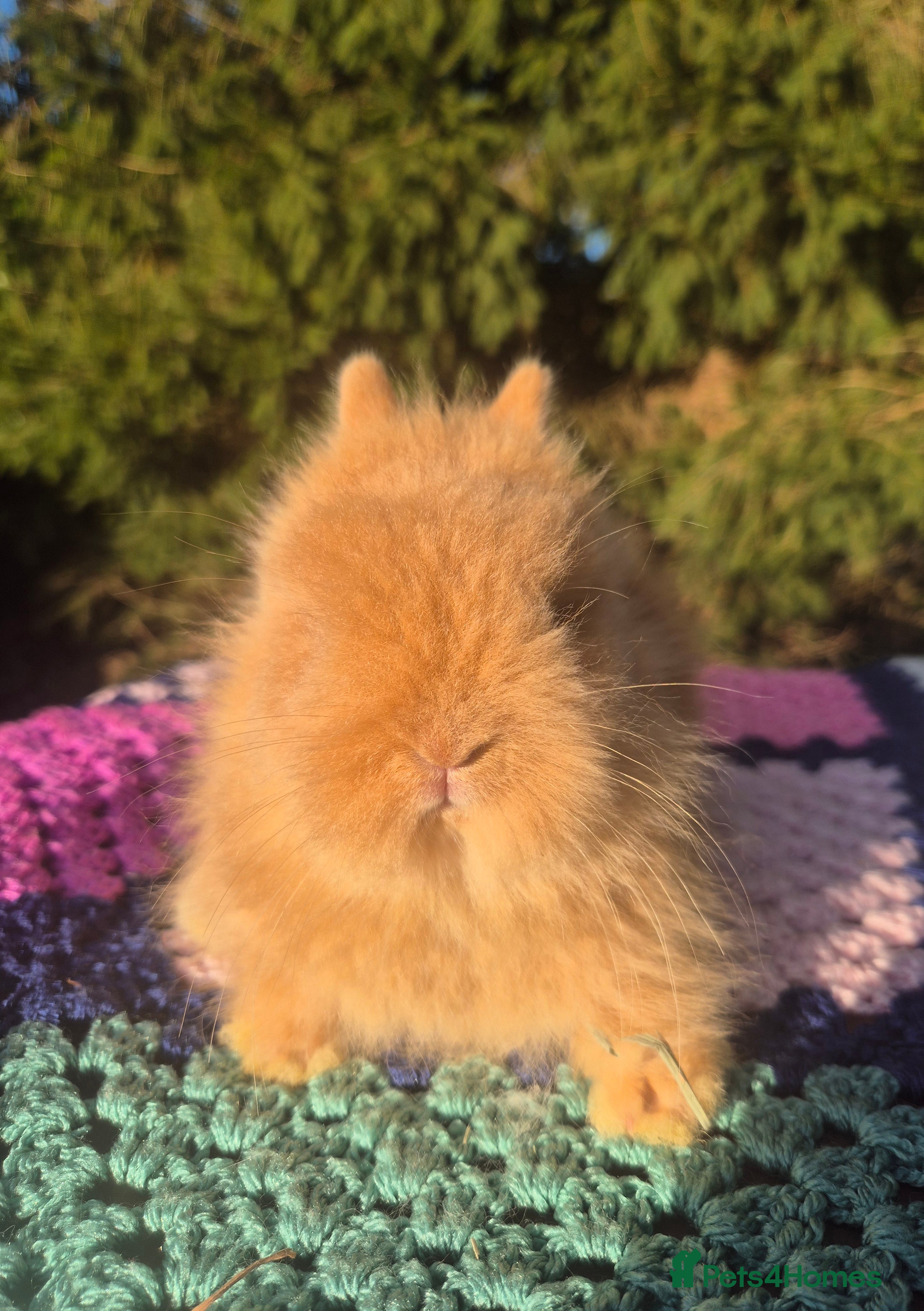 Angora rabbits 💓OUTSTANDING TEDDYDWERG, IMPORTED PARENTS💙  - Advert 6