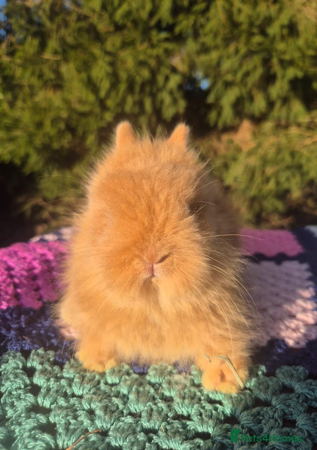 Angora rabbits for sale: 💓OUTSTANDING TEDDYDWERG, IMPORTED PARENTS💙  - Advert 1