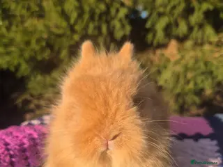 Angora rabbits 💓OUTSTANDING TEDDYDWERG, IMPORTED PARENTS💙 - Advert 6