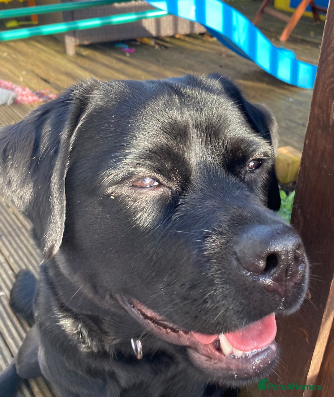 Mixed Breed dogs for sale: Beautiful beloved family dog  - Image 9