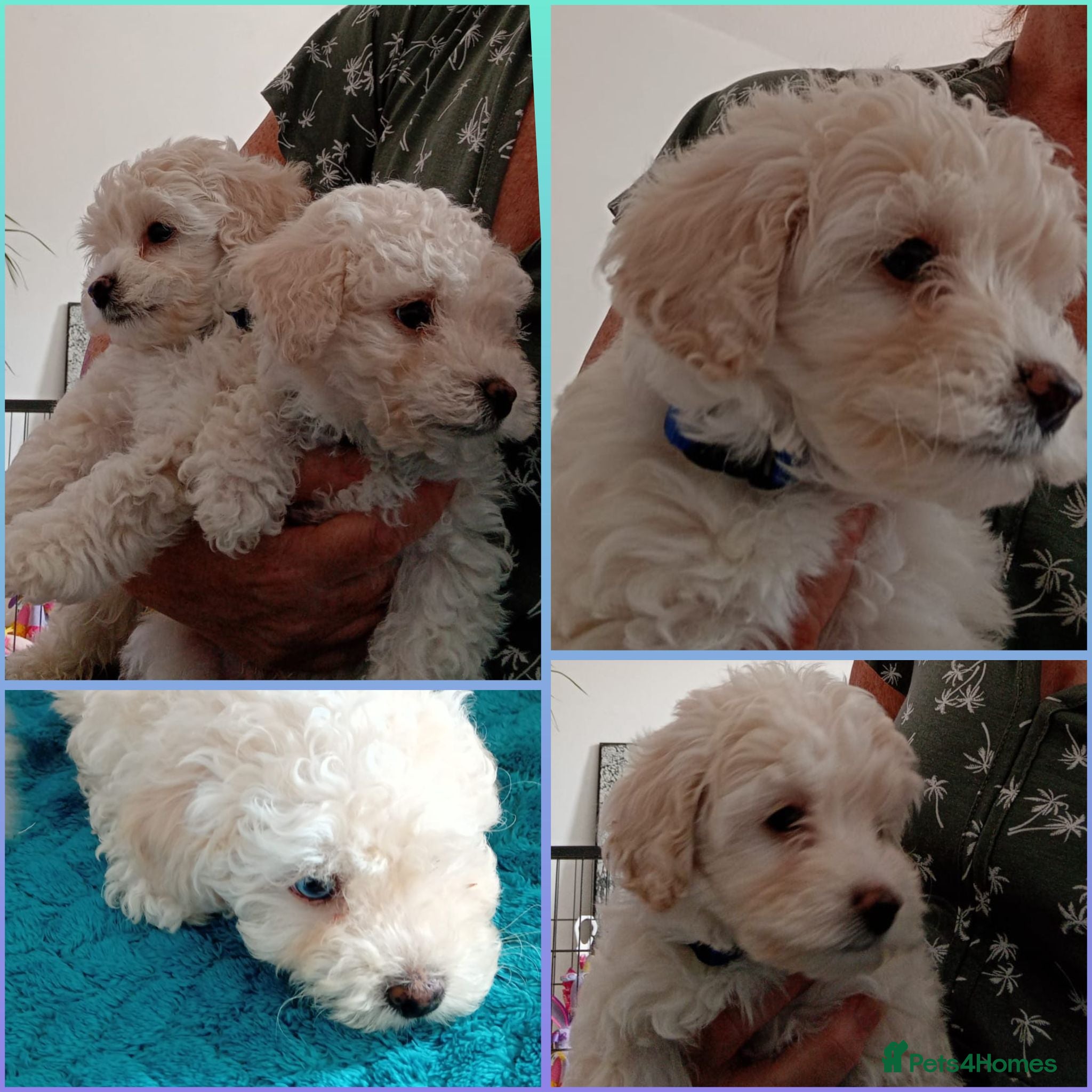 Maltipoo dogs *ready to leave*Genetically health tested maltipoo - Advert 16