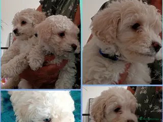 Maltipoo dogs *ready to leave*Genetically health tested maltipoo - Advert 16