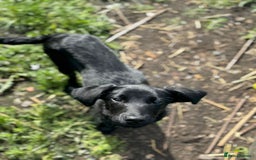 Labrador Retriever dogs for sale: Beautiful Trained Labrador - Image 1