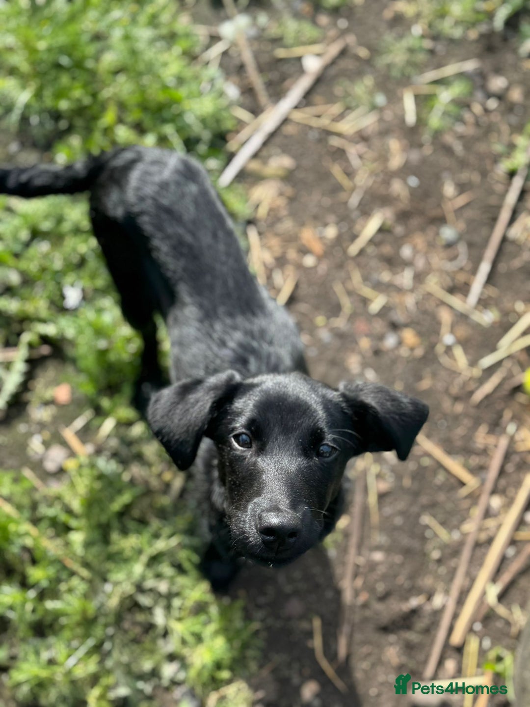 Labrador Retriever dogs for sale: Beautiful Trained Labrador - Image 1