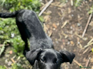 Labrador Retriever dogs Beautiful Trained Labrador - Advert 2