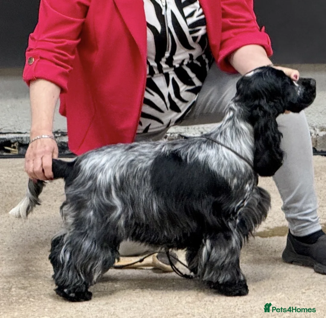 Cocker Spaniel dogs for sale: Exceptional Blue Roan Cocker Spaniel Puppies - Advert 9