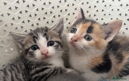 British Shorthair cats for sale: Kittens available BLUES in Axbridge - Image 6