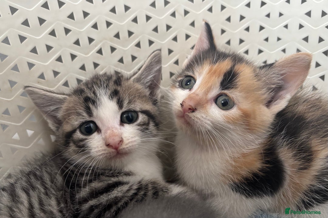 British Shorthair cats for sale: Kittens available BLUES in Axbridge - Image 6