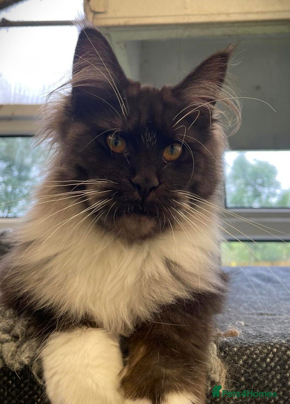 Maine Coon cats Stunning Maine Coon kittens - Advert 2