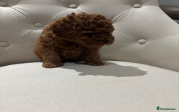 Toy Poodle dogs for sale: Toy poodles - Image 2