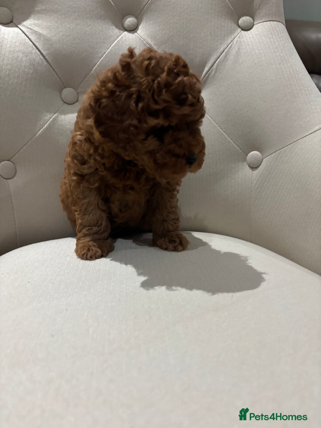 Toy Poodle dogs for sale: Toy poodles - Image 2