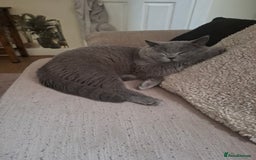 British Shorthair cats for sale: Beautiful soft, fluffy and loving Boys  - Image 9