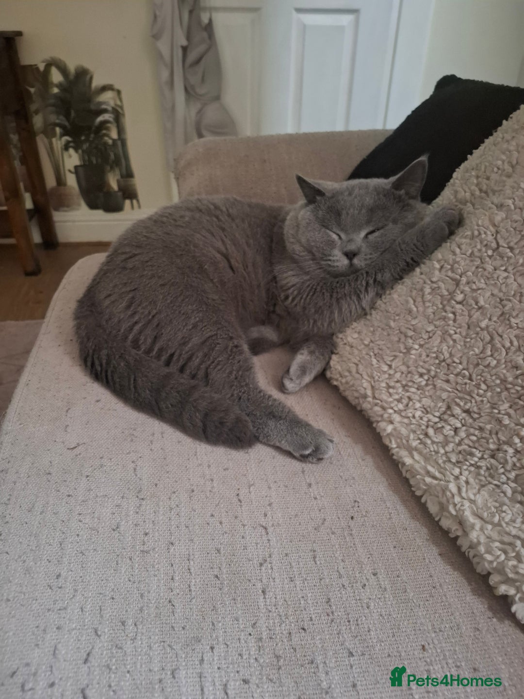 British Shorthair cats for sale: Beautiful soft, fluffy and loving Boys  - Image 9