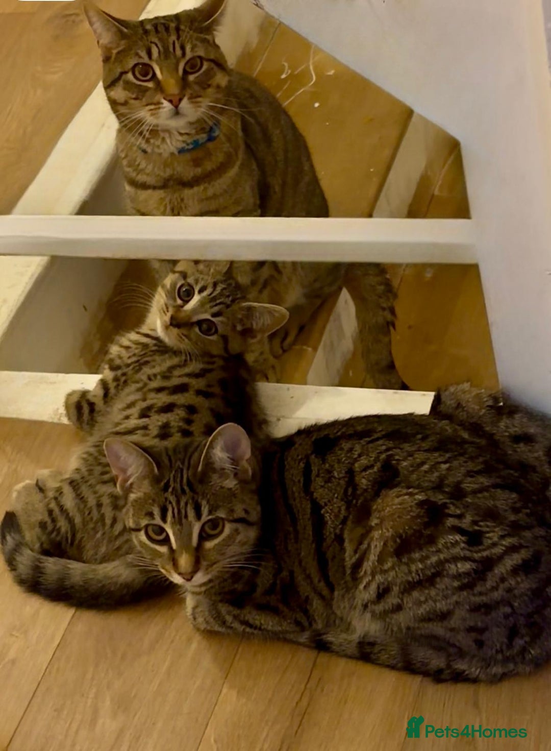 Bengal cats for sale: Gorgeous bengal male kitten - Image 5