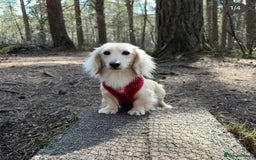 Miniature Dachshund dogs for sale: Long haired miniature dachshunds  - Image 2