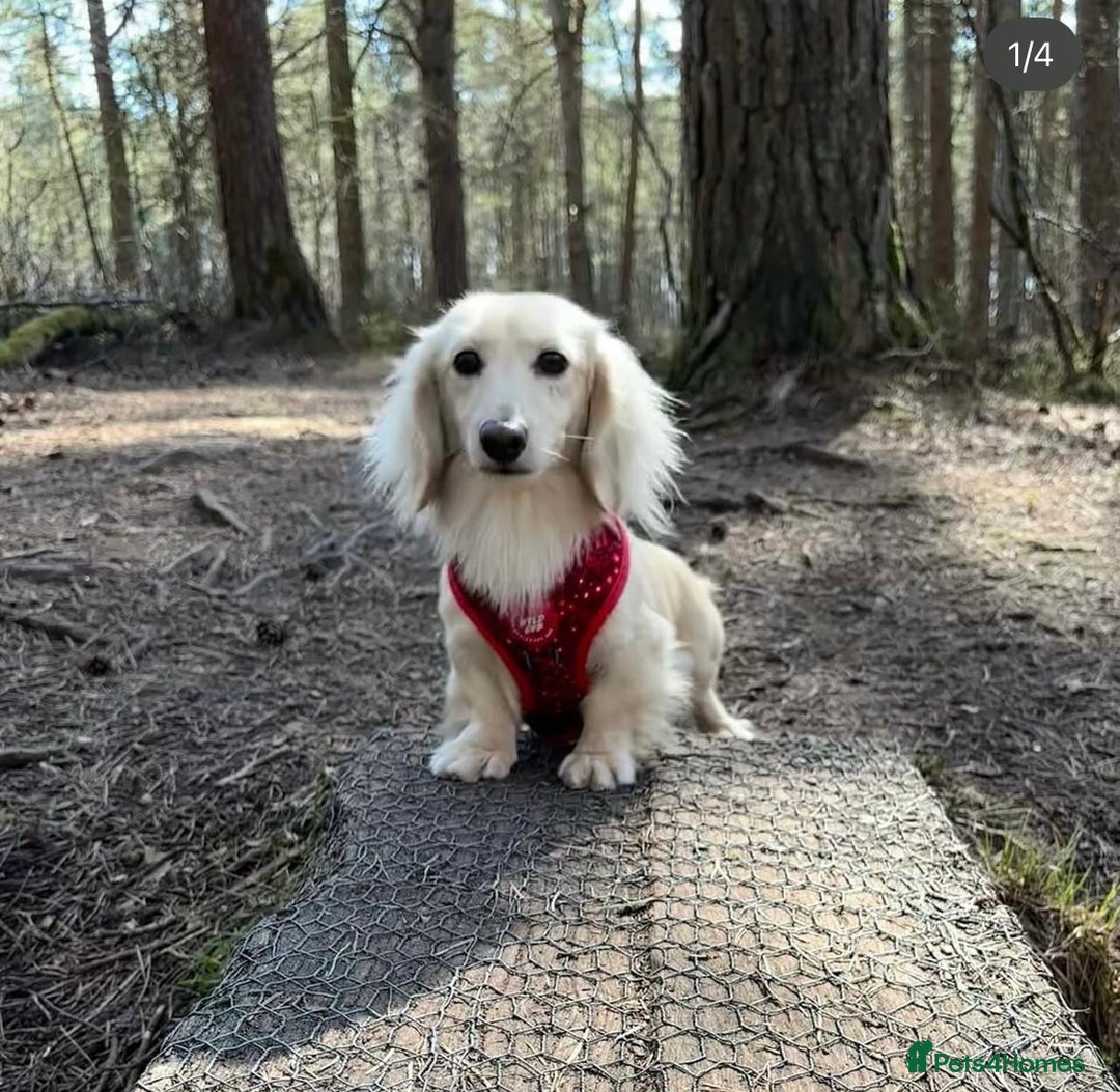 Miniature Dachshund dogs for sale: Long haired miniature dachshunds  - Image 2